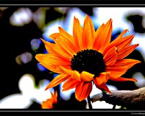DSC_0011a Sonnenblume II Variation - Sonnenblume Noch eine schöne Blüte im letzten Herbstlicht Cross-Entwicklung: In Anlehnung an die Umkehrentwicklung, bei der Diafilm...