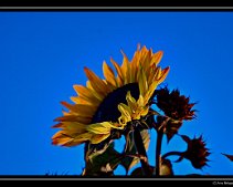 DSC_0016 in der Dämmerung Eine Sonnenblume in der Dämmerung In unserem Vorgarten. Weißabgleich: Glühlampenlicht, die Belichtungszeit lag bei 3s, wodurch der Himmel in...