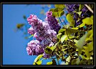 DSC 0009 web