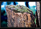 DSC 0013 web