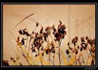 DSC 0018