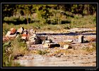 DSC 0033 web