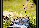 DSC 0035 web