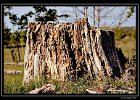 DSC 0043 web