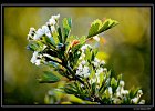 DSC 0046 web : BestOf, Status, Vermerk, bearbeitet