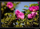 DSC 0157