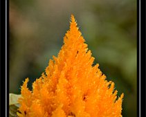 DSC_0028 Hahnenkamm Leuchtend orangene Blüte in Nahaufnahme