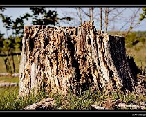 DSC_0043_web Baumstumpf Ein morscher, zerfallener Baumstumpf eines ehemals sicher sehr prächtigen Baumes. Gesehen auf dem Gelände des ehemaligen Gutshofes Jägerslust.