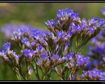 DSC_0053 (C) METZGER