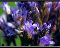 DSC_0065 (C) METZGER