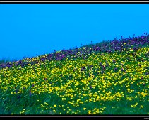 DSC_0068 (C) METZGER