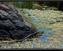 DSC_0083 (C) METZGER