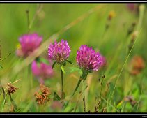 DSC_0087 (C) METZGER