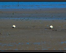 DSC_0093 (C) METZGER