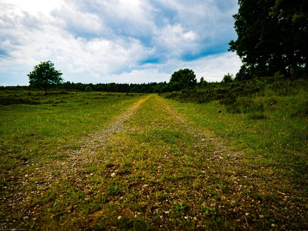 Frøslev Plantage