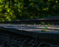 DSC_0011