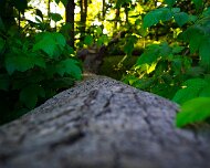 DSC_0081