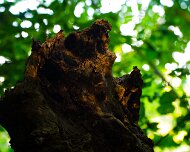DSC_0096
