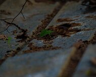 DSC_0104