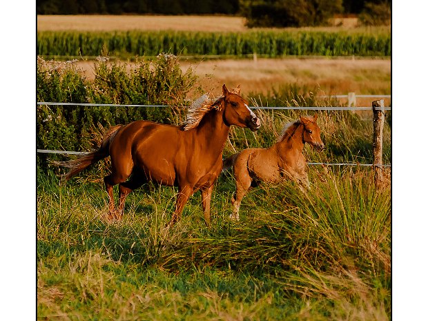 Tiere